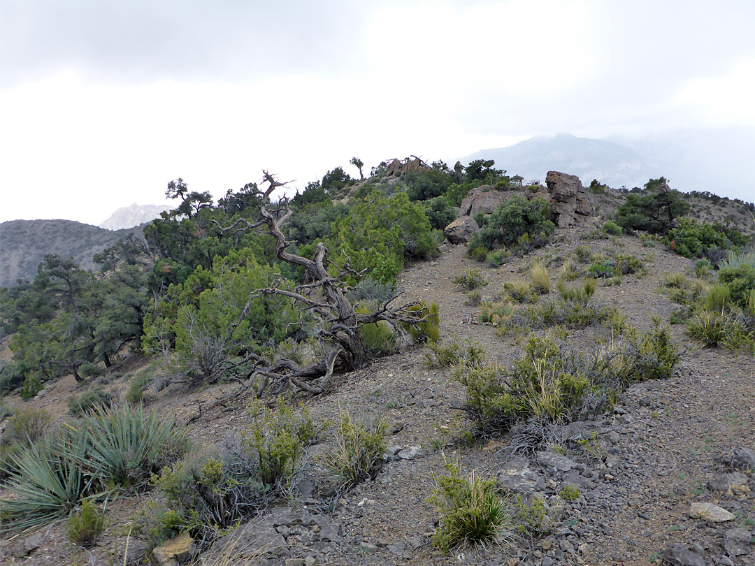 Bushy summit