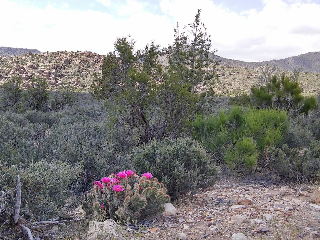 Opuntia polyacantha