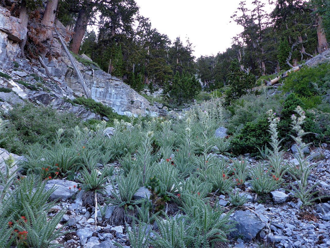 Eaton's thistles