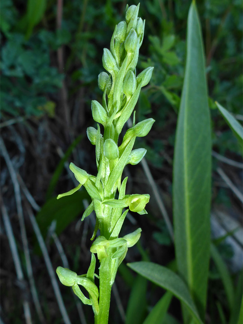 Orchid flowers