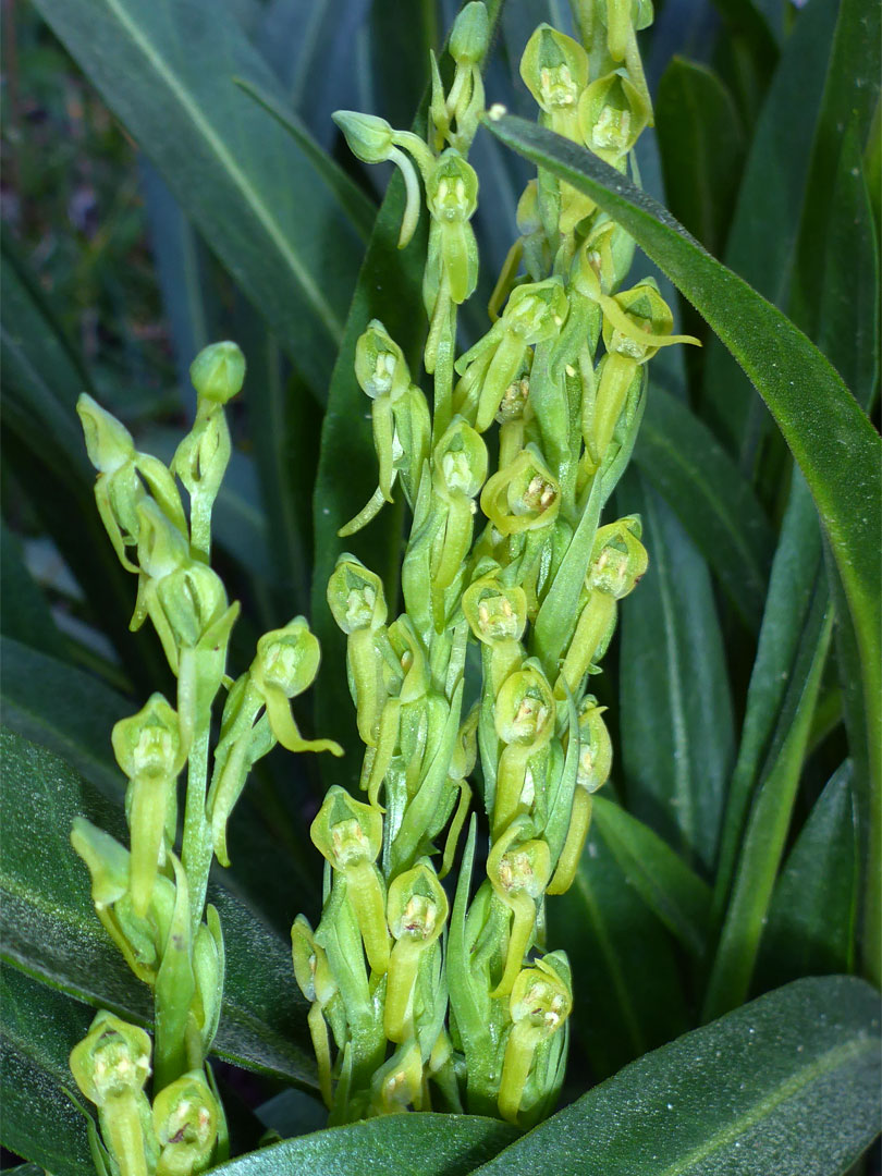 Bog orchid