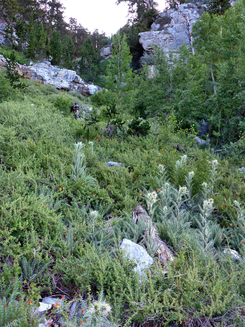 Ravine below the spring