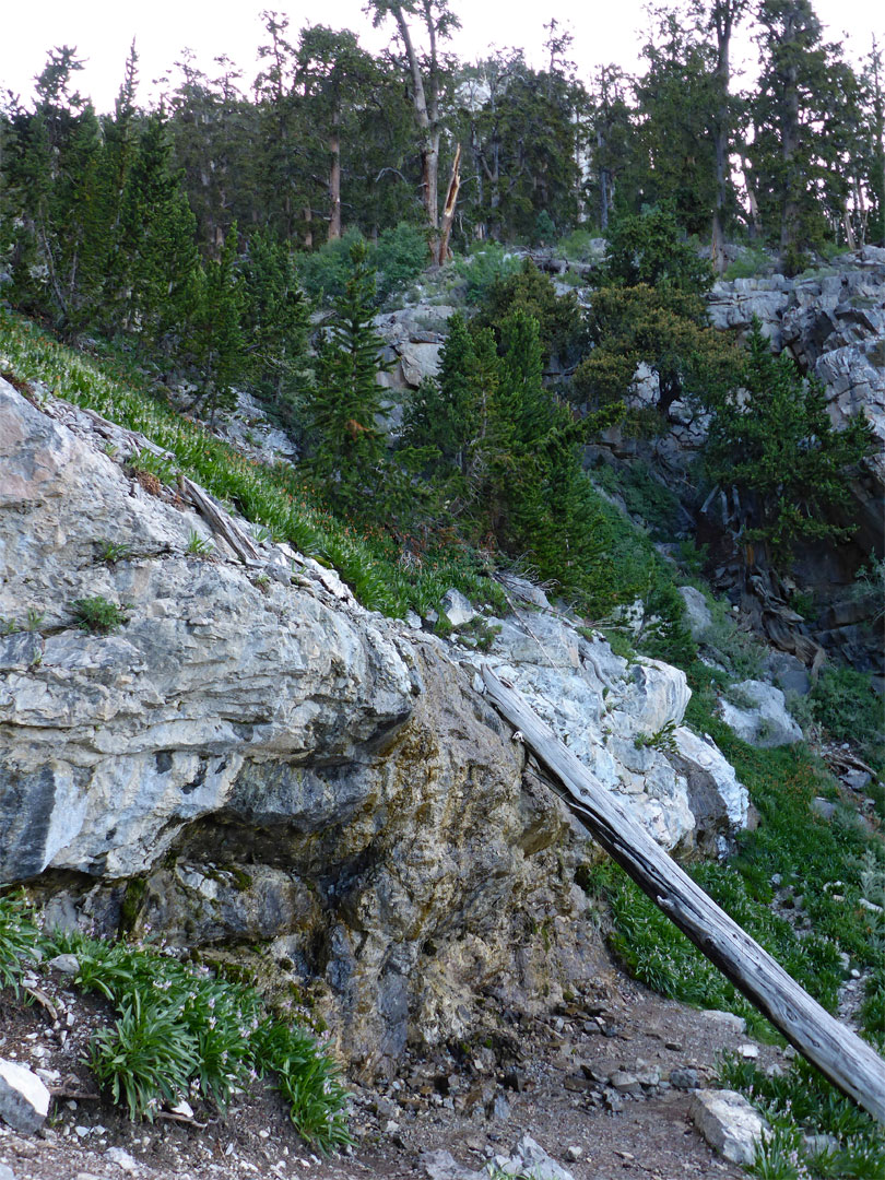 Tree trunk at the spring