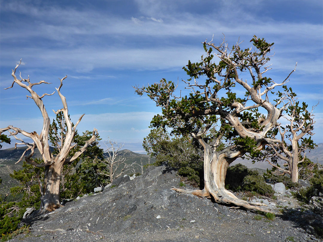 Bristlecone pines