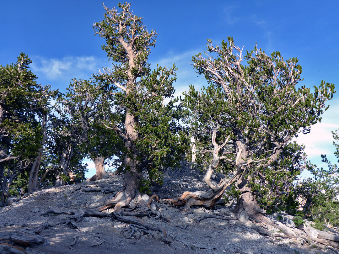 Twisted branches