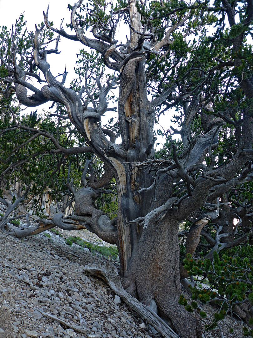 Grey-brown branches