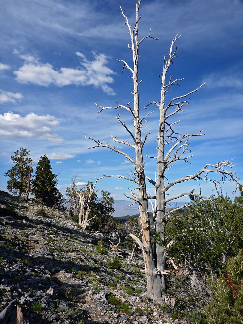 Two dead trunks