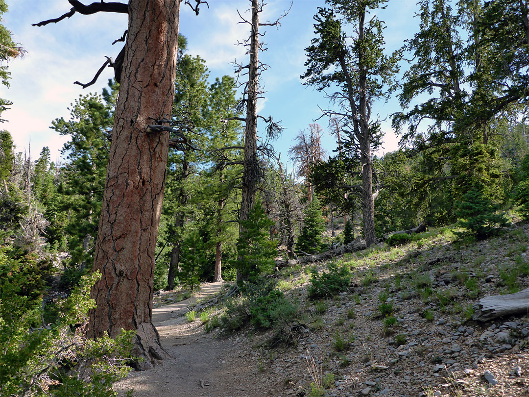 Sparse woodland