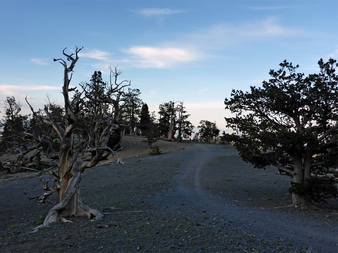 Trees near sunset