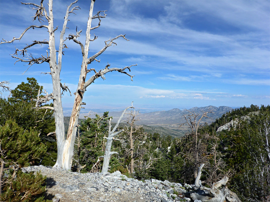 Ridgeline view