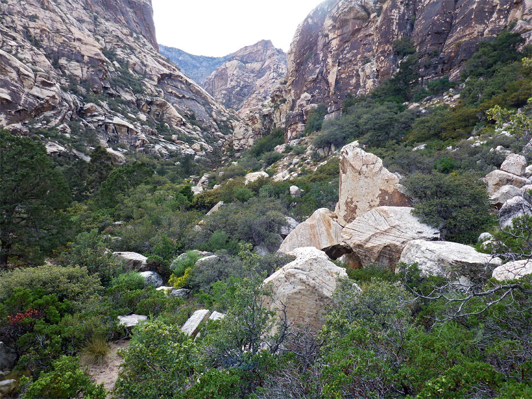 Overgrown canyon