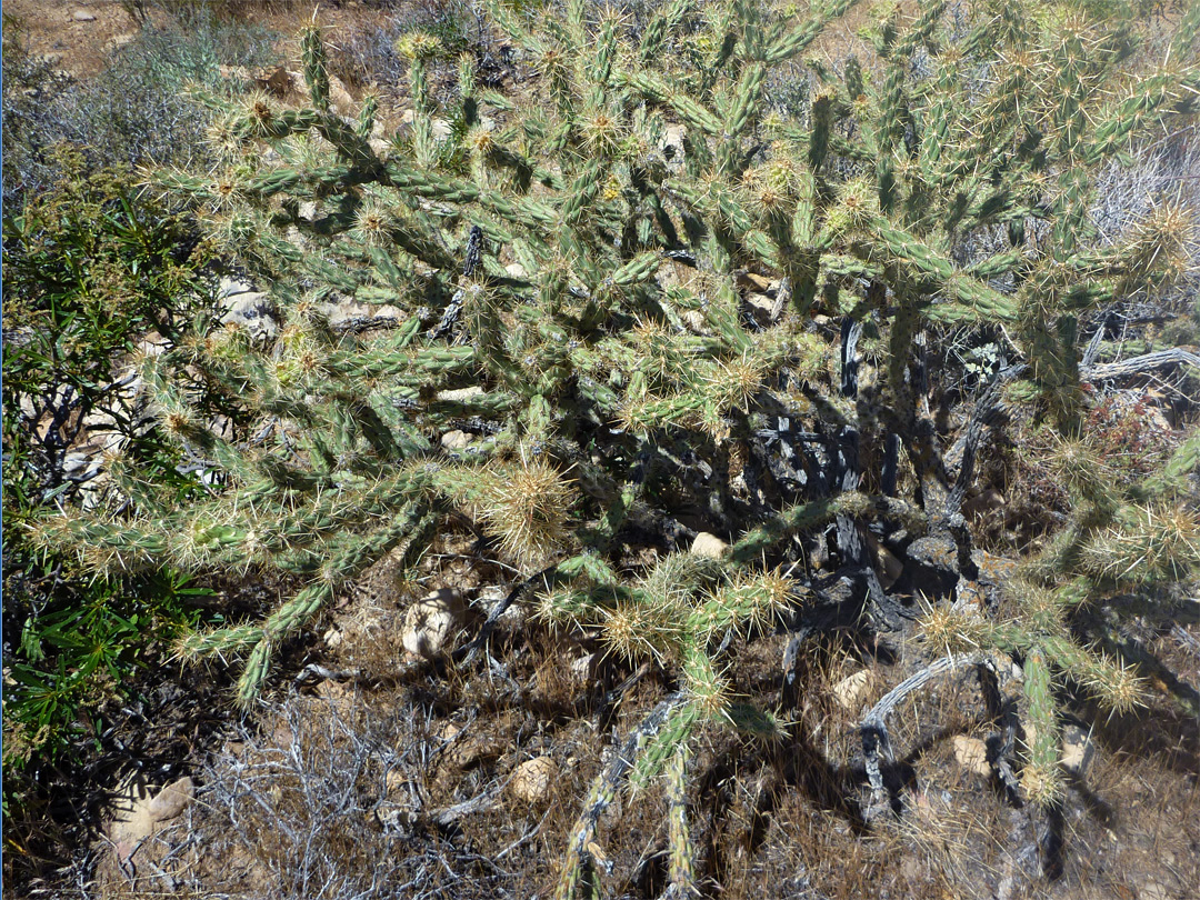 Buckhorn cholla