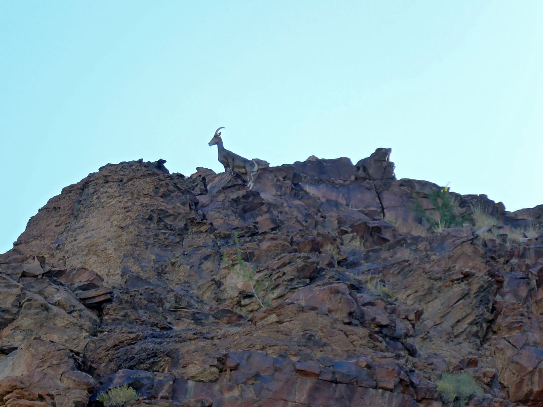 Bighorn sheep