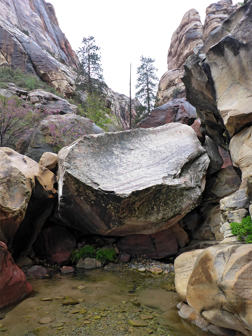 Pine trees, boulder and pool