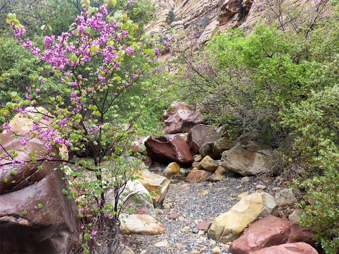Western redbud