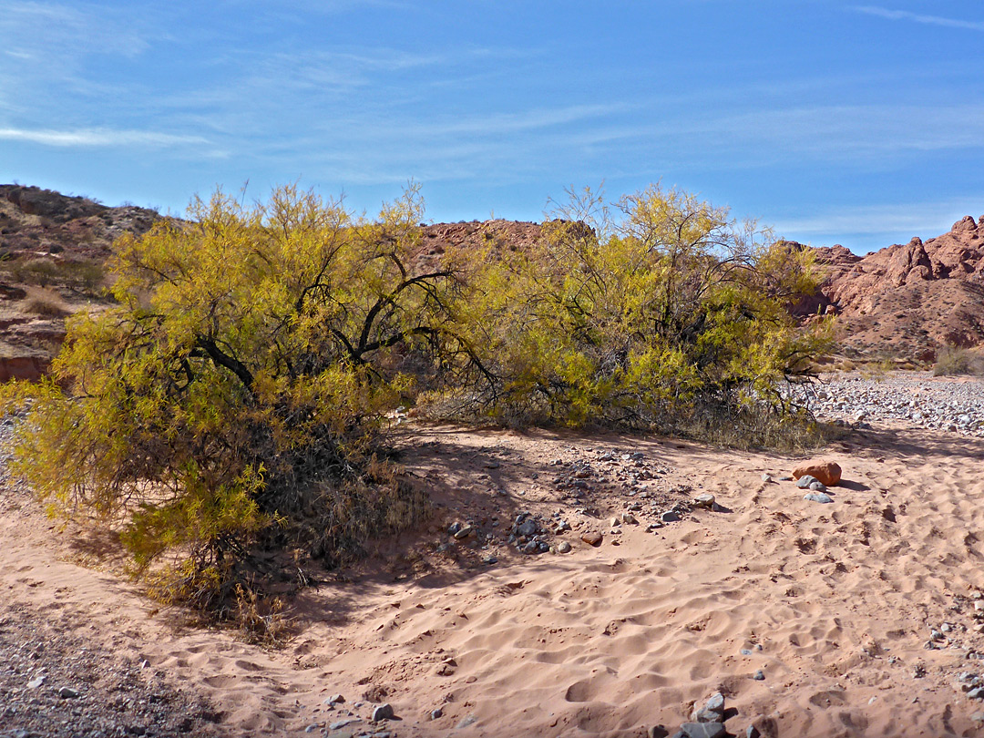 Sand and bushes