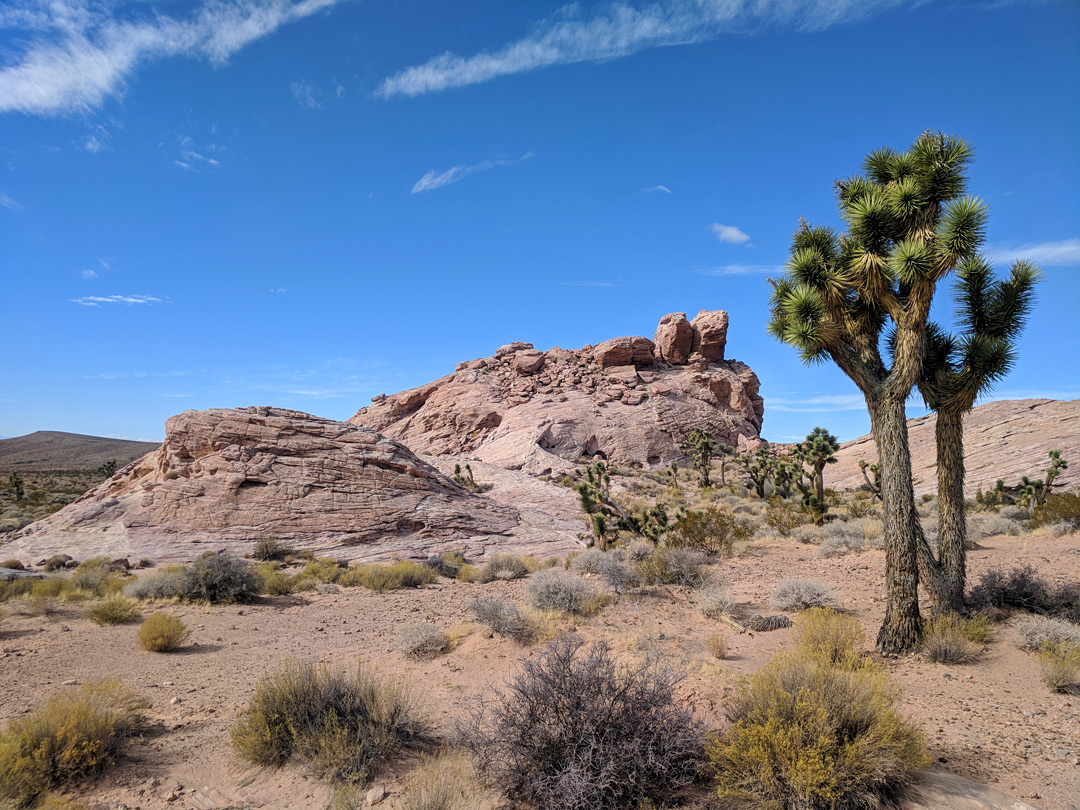 Joshua trees