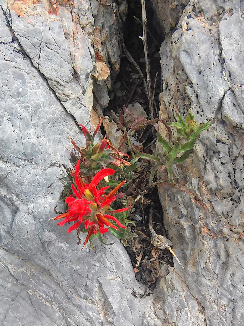 Indian paintbrush