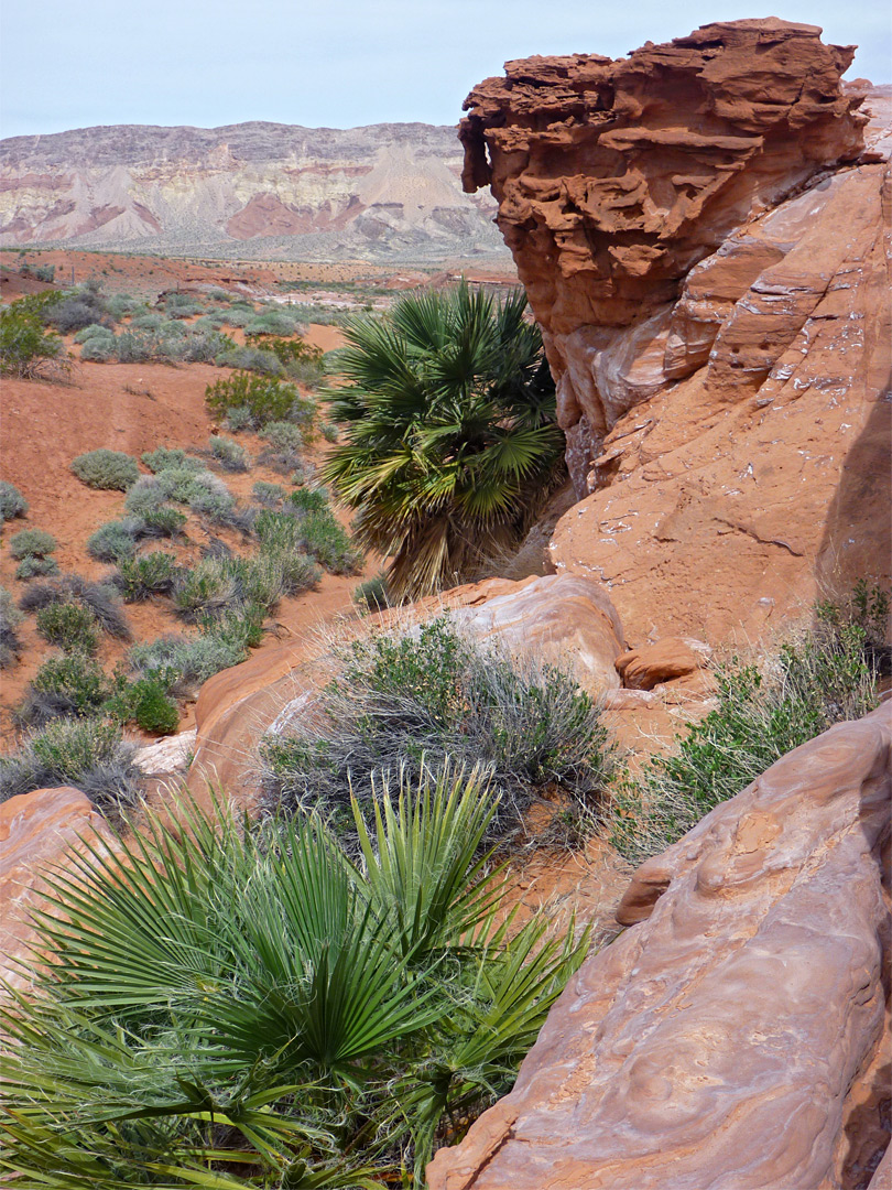 Two palms