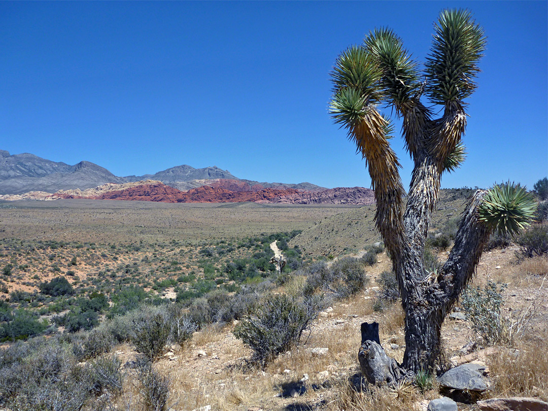 Joshua tree