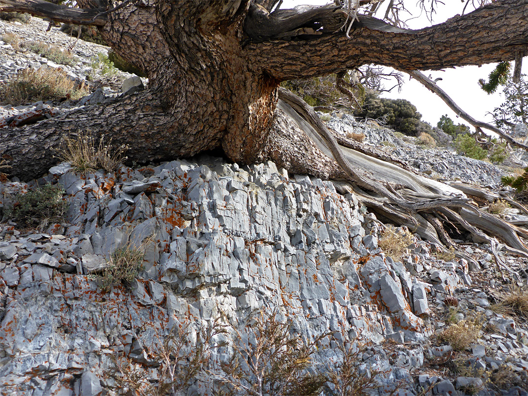 Tree on limestone