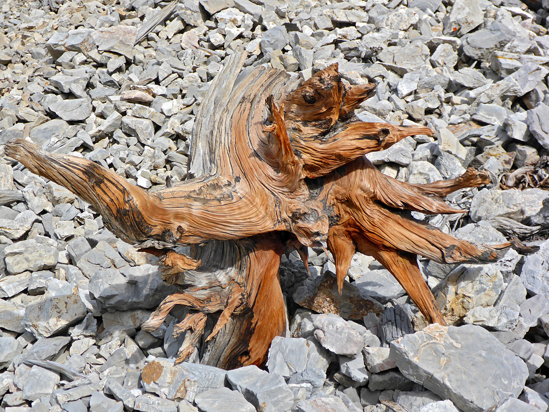 Stump on scree