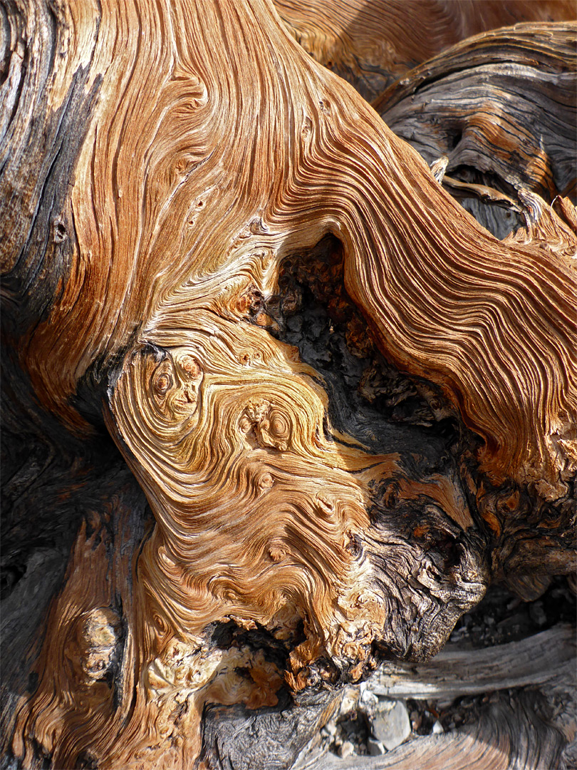 Intricate wood texture