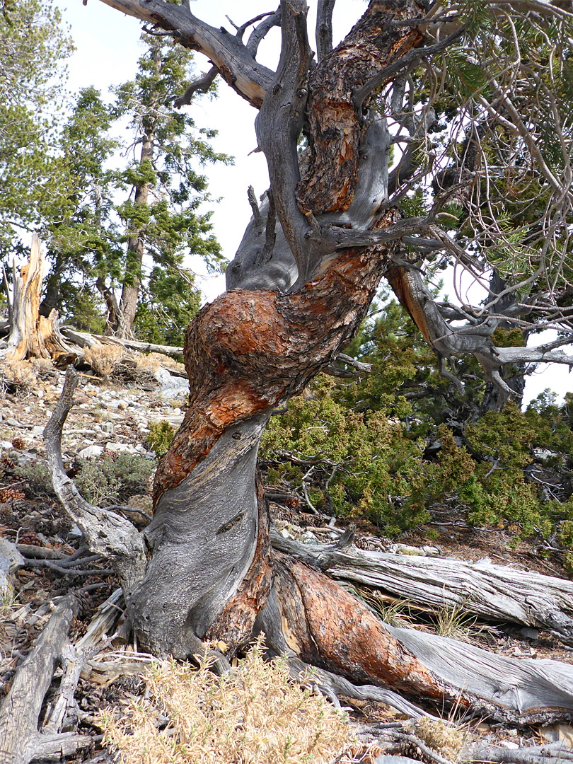 Spiral bark