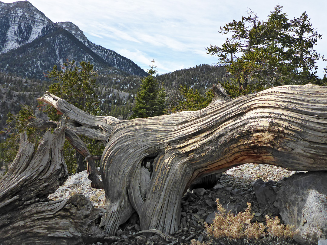 Ancient trunk