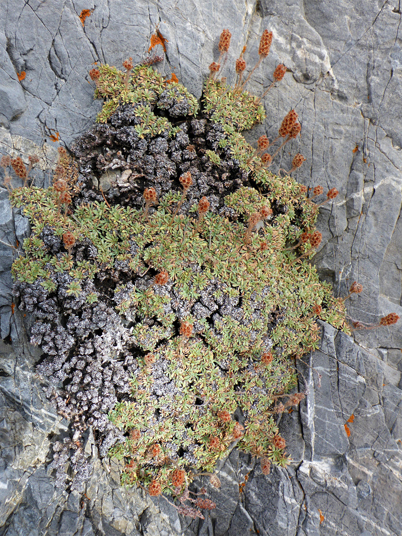 Mat rockspirea