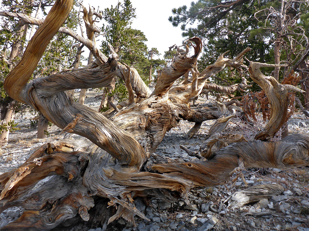 Twisted branches