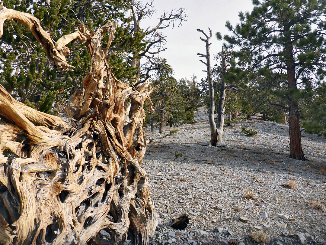 Roots of a fallen tree