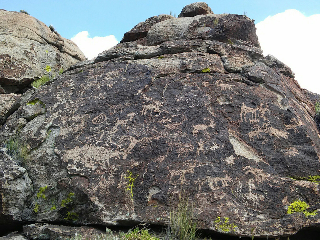 Group of petroglyphs