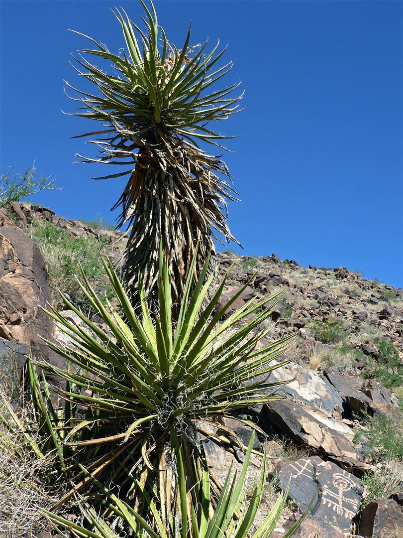 Yucca