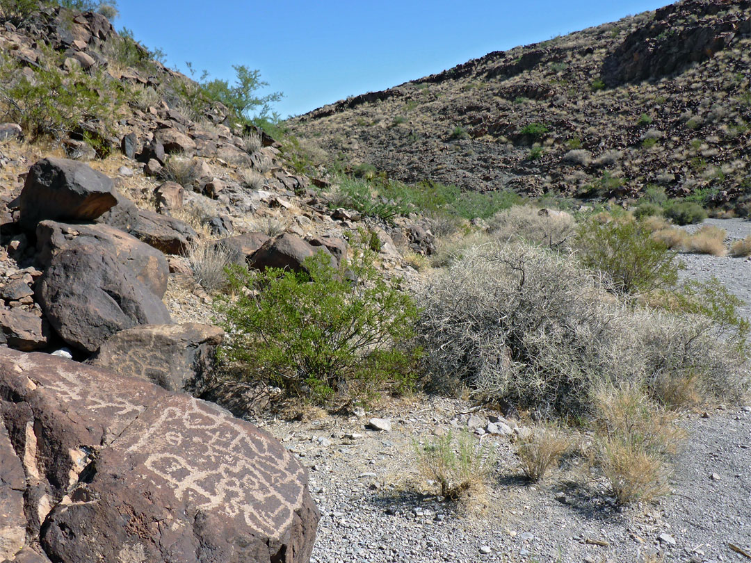 Petroglyphs and bushes