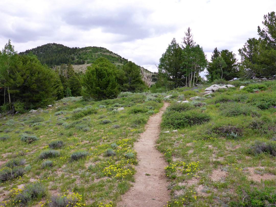 Snake Creek Divide