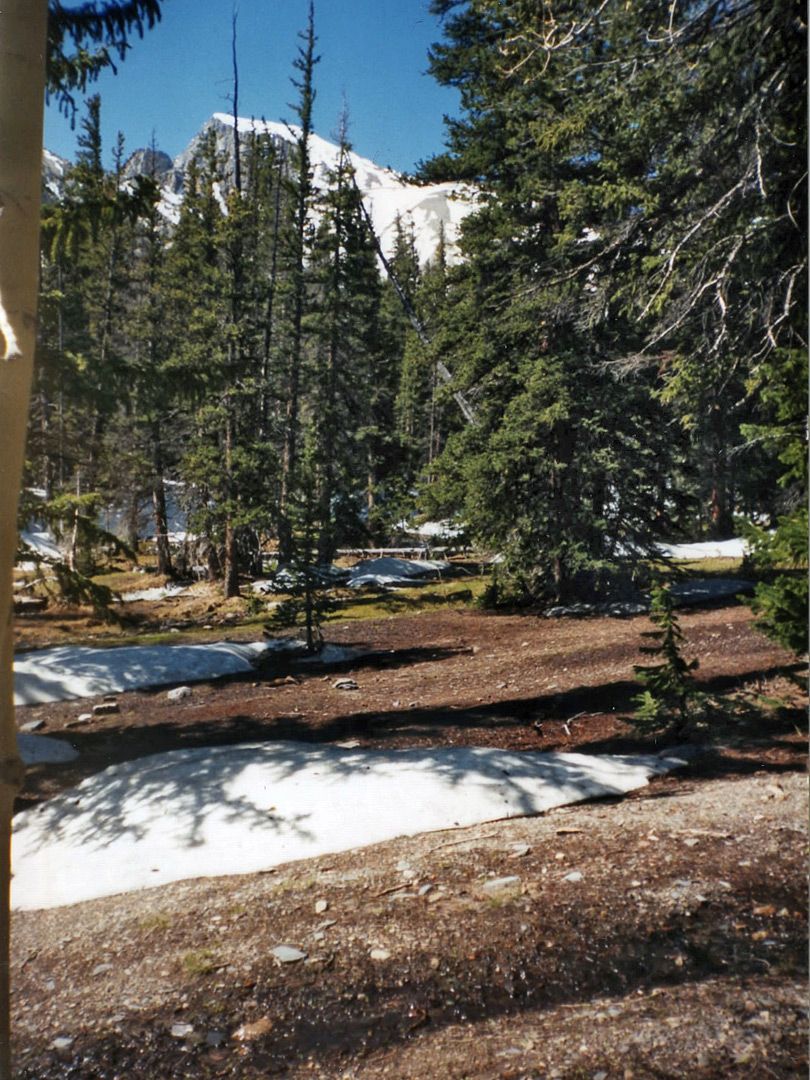 Snowy trees