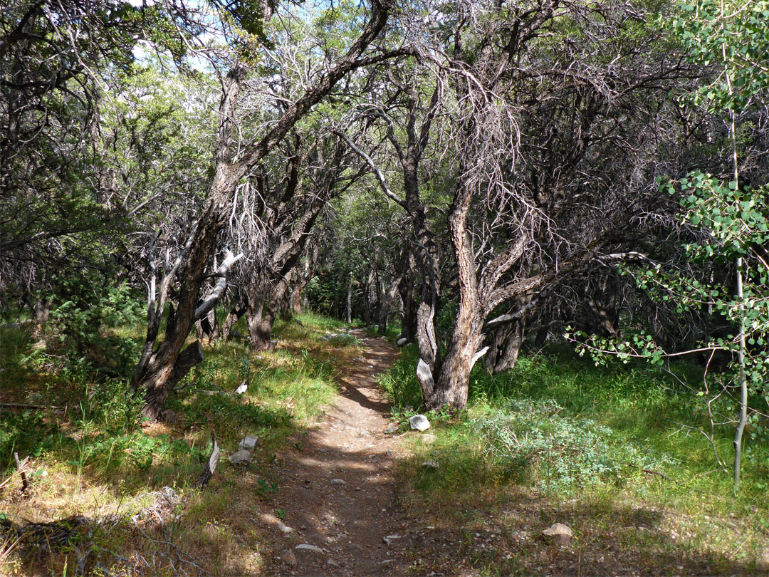 Dense woodland