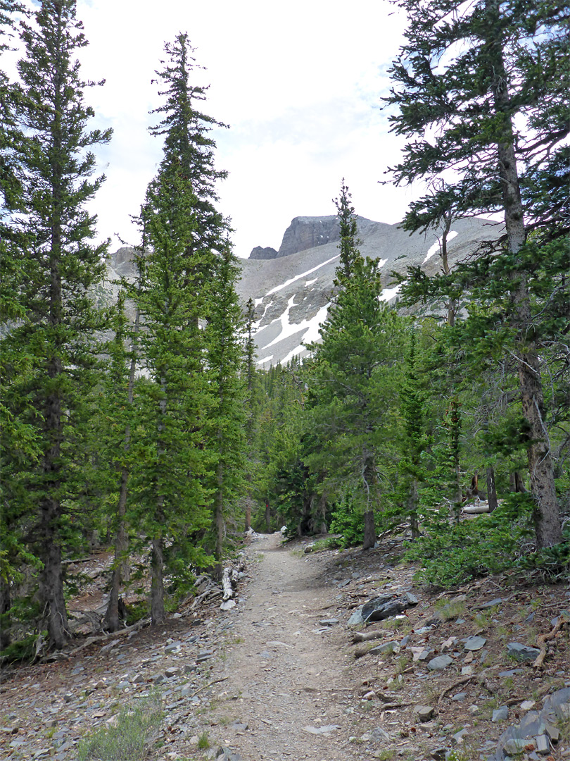 Trail through the woods