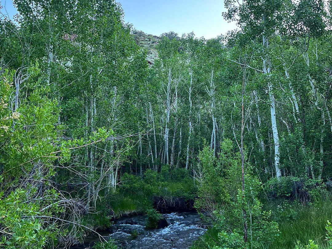 Trees by the creek