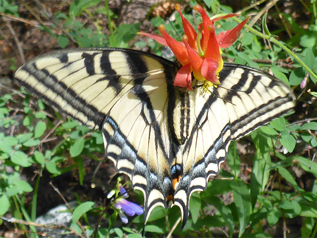 Swallowtail and columbine