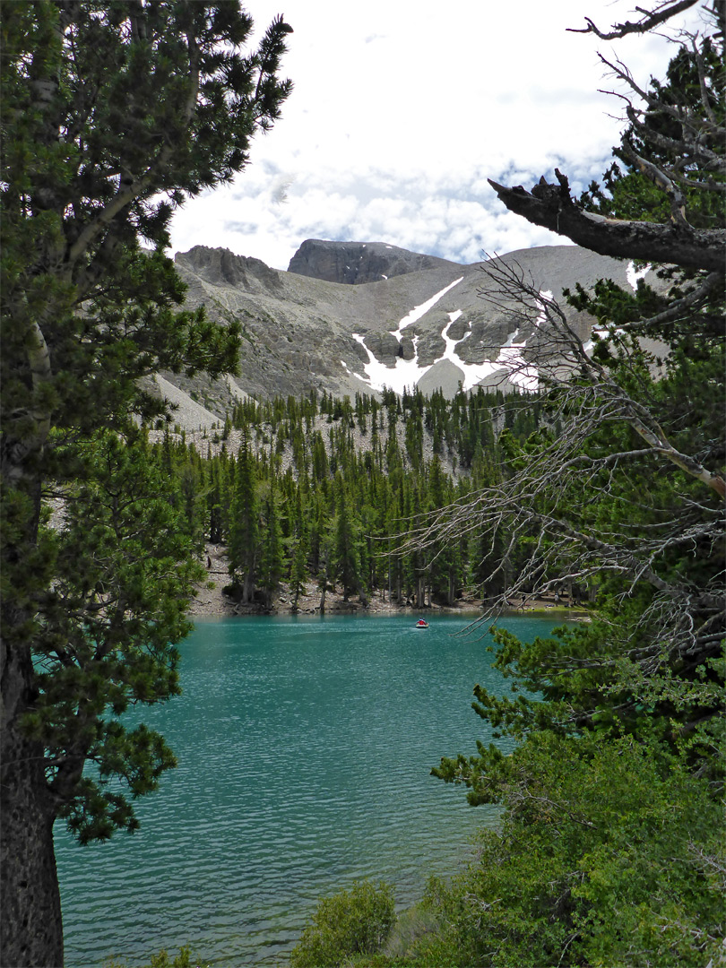 Trees beside Teresa Lake