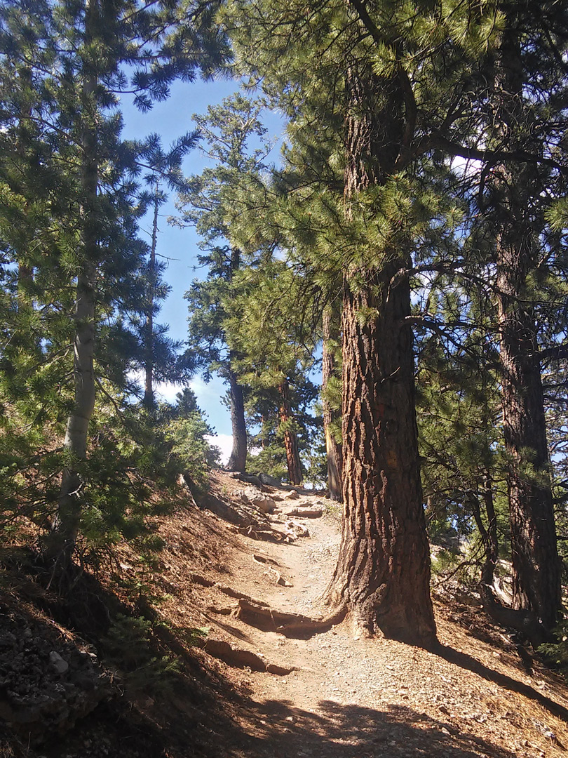 Trees by the path