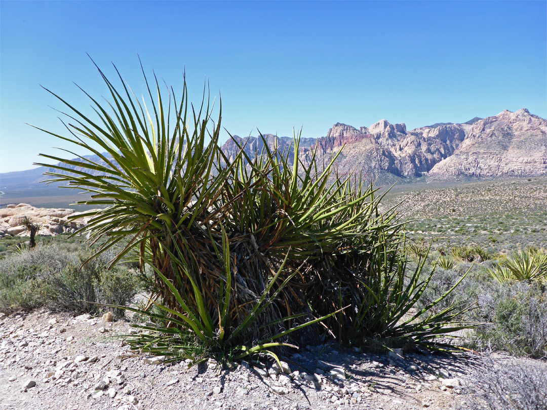 Banana yucca