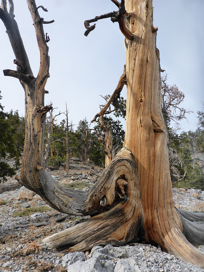 Curving branch