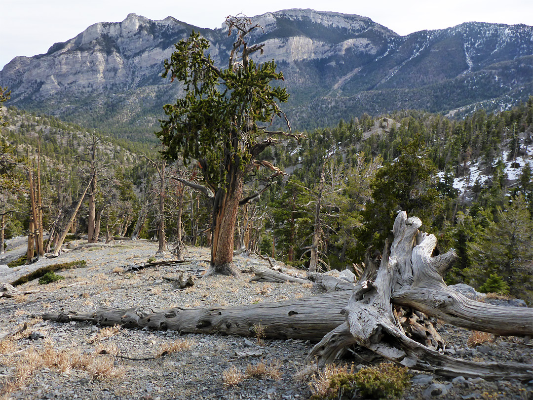 Dead and live trees