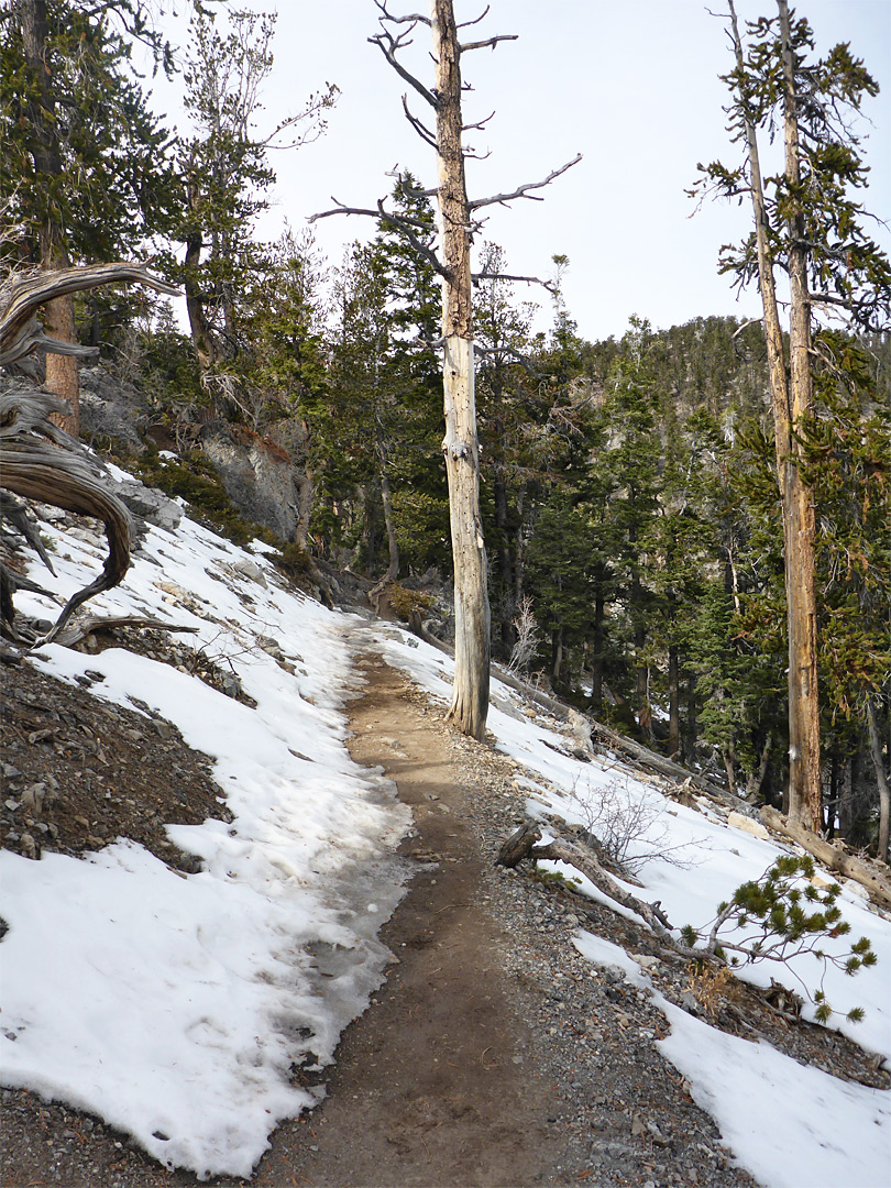 Upper Bristlecone Trail