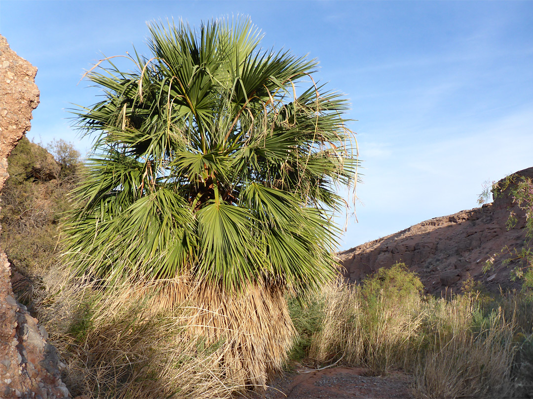 Palm tree