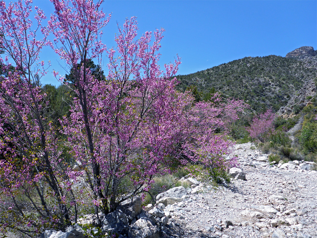 Redbud