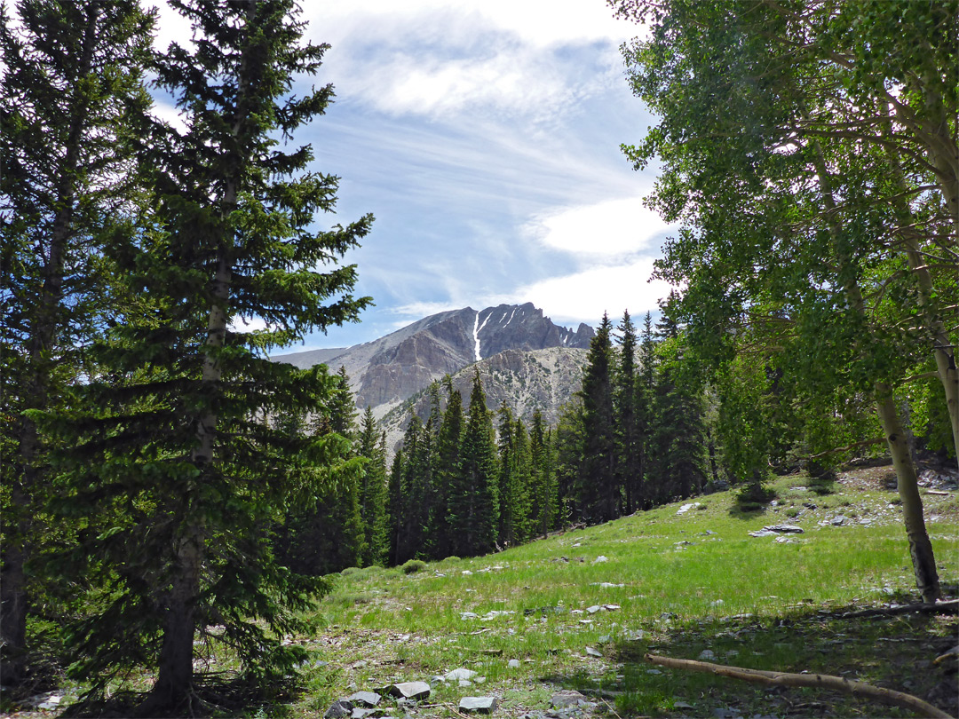 Trees and meadow